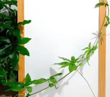 Yeşil yapraklı boş ahşap çerçeve 