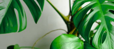 beyaz arkaplanda yeşil yapraklar.