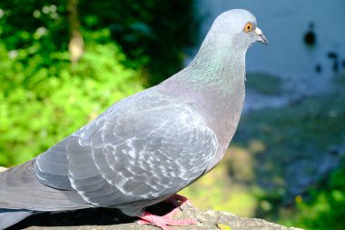 Yere serilmiş güvercin