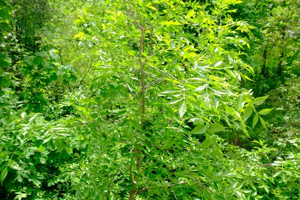 Hojas Verdes Jardín —  Fotos de Stock