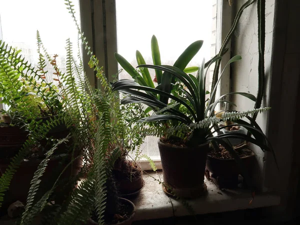 Hermoso Plano Botánico Las Plantas Caseras — Foto de Stock