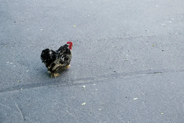Κότα Στο Δρόμο — Φωτογραφία Αρχείου
