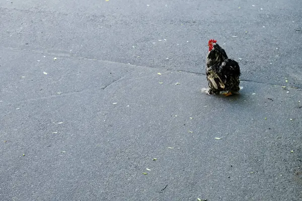 Poule Marchant Dans Rue — Photo