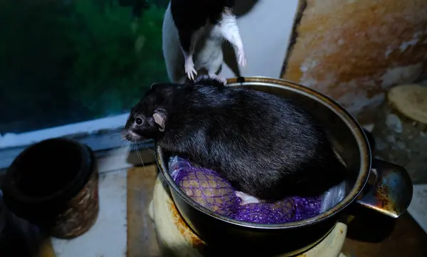 Eine Kleine Ratte Aus Nächster Nähe — Stockfoto