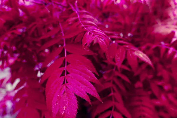 Herfst Bladeren Herfst Seizoen Flora — Stockfoto