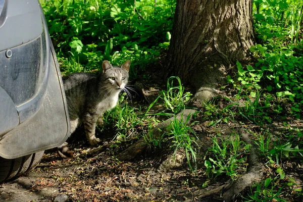 Katze Garten — Stockfoto