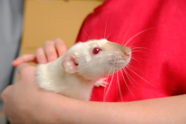 Boy Holding Mouse His Hands — Stock Photo, Image