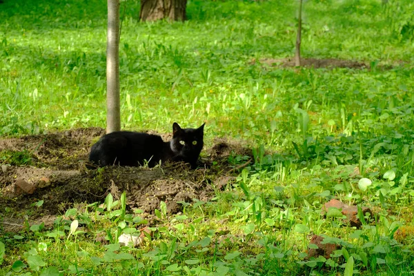 Katze Gras — Stockfoto