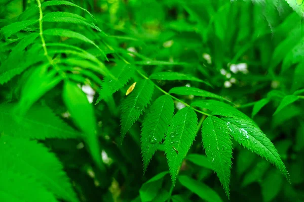 Green Leaves Flora Foliage — Stock Photo, Image