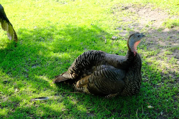 Coq Noir Blanc Dans Jardin — Photo