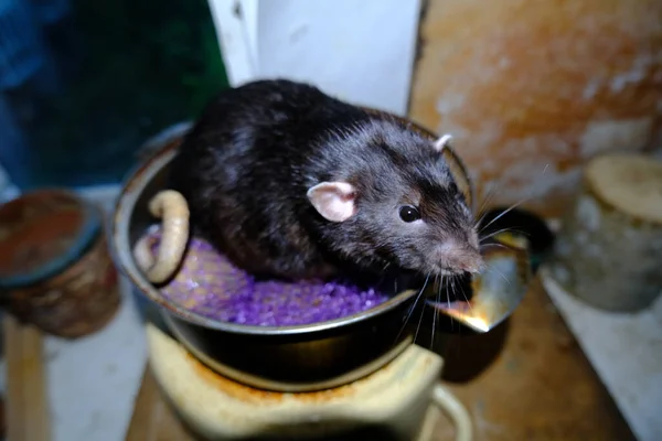 Una Pequeña Rata Cerca — Foto de Stock