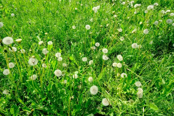 Green Grass Park — Stock Photo, Image