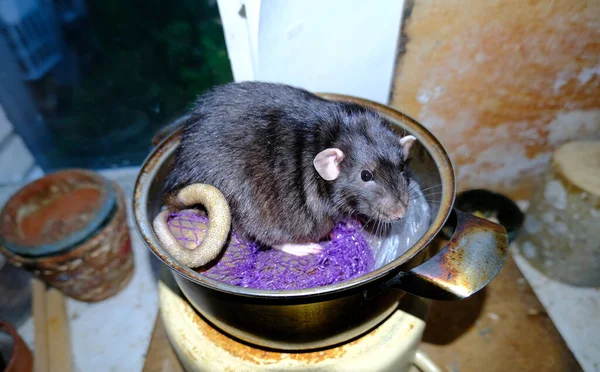 Eine Kleine Ratte Aus Nächster Nähe — Stockfoto