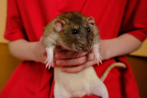 一个手里拿着老鼠的人 — 图库照片