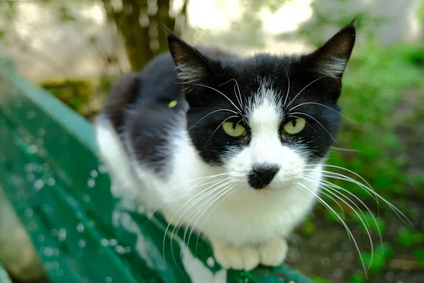 Schwarz Weiße Katze Mit Grünen Augen — Stockfoto