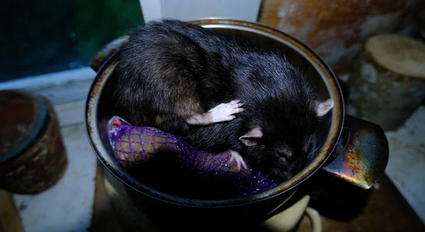 Una Pequeña Rata Cerca — Foto de Stock