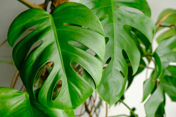 Hojas Verdes Monstera Sobre Fondo Blanco — Foto de Stock