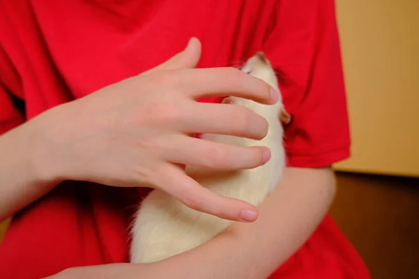 Menino Segurando Rato Suas Mãos — Fotografia de Stock