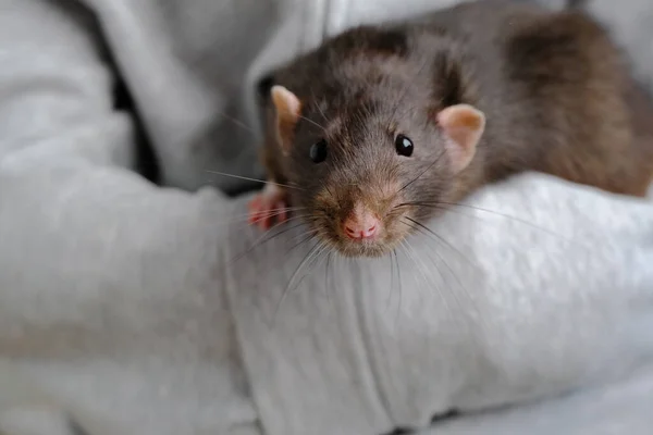 Niedliche Kleine Ratte Nahaufnahme — Stockfoto