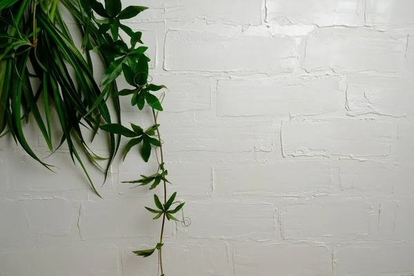 Hojas Verdes Sobre Fondo Pared Ladrillo Blanco — Foto de Stock