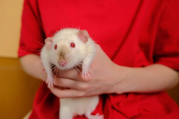 Junge Hält Eine Maus Den Händen — Stockfoto