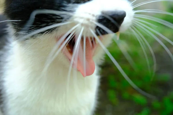 Black White Cat — Stock Photo, Image