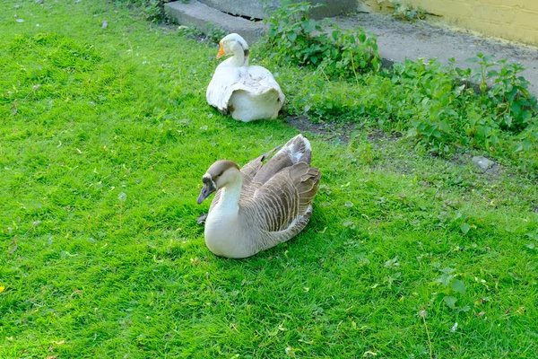 Cygnes Blancs Sur Herbe — Photo