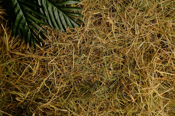 Zielone Tło Trawy Zbliżenie — Zdjęcie stockowe