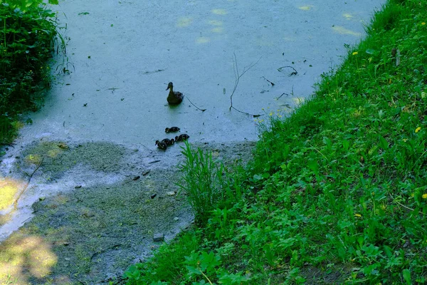 Canards Dans Rivière — Photo