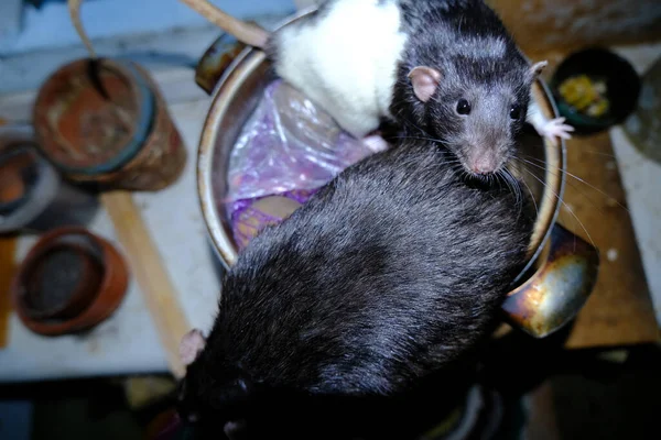 Pequeno Rato Fechar — Fotografia de Stock