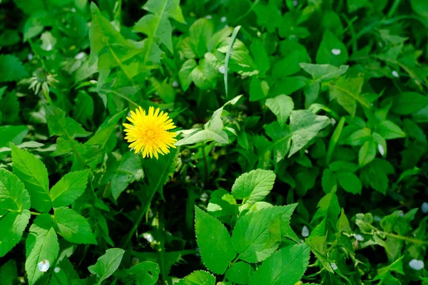 Yellow Flowers Garden — Stock Photo, Image