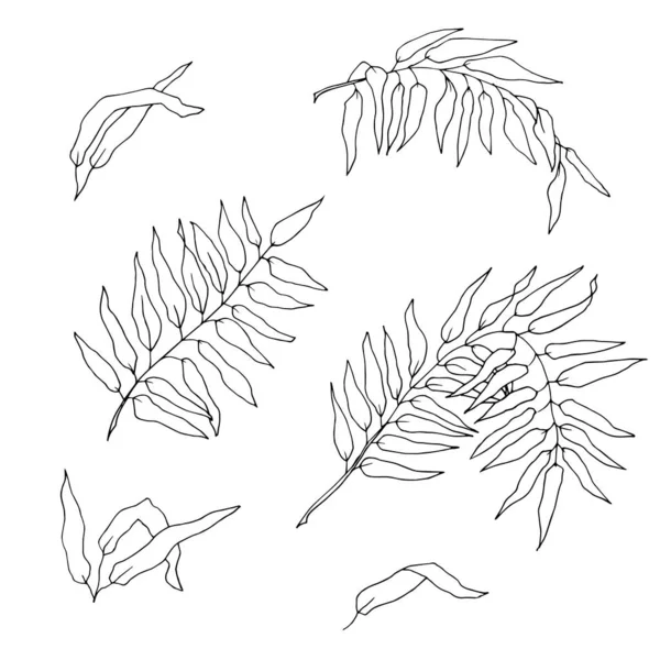 Ilustração Vetorial Folhas Desenhadas Mão —  Vetores de Stock