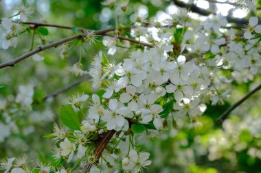 Çiçekli beyaz kiraz. Bahar bahçesi.