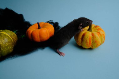 Mavi arka planda balkabakları ve siyah fare.