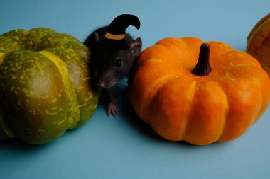 Mavi arka planda balkabakları ve siyah fare.