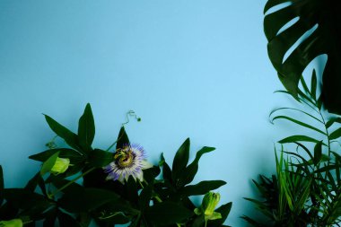 Tutku çiçeği, canavar yaprağı, mavi arka planda palmiye yaprakları. Yazı için arkaplan.