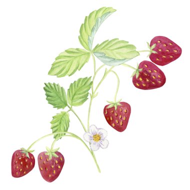  Beyaz arka planda olgun çileklerin gösterimi