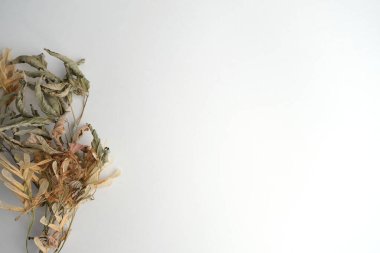 Açık arkaplandaki pastel renklerin kuru bitkileri.