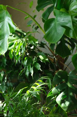 Tropik yeşil bitkiler. Canavar, Benjamin Ficus, Palmiye.