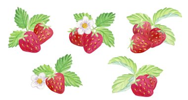 Yapraklı kırmızı çilek. Suluboya çizimi.