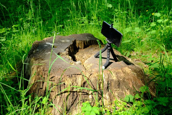 Een Groen Gras Het Bos Smartphone Stand — Stockfoto