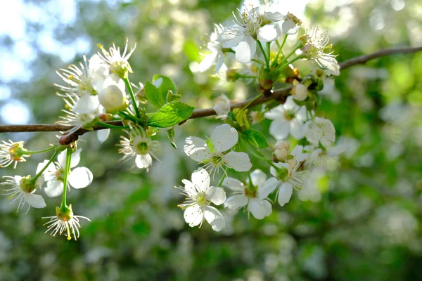 Virágzó Fehér Cseresznye Tavaszi Kert — Stock Fotó
