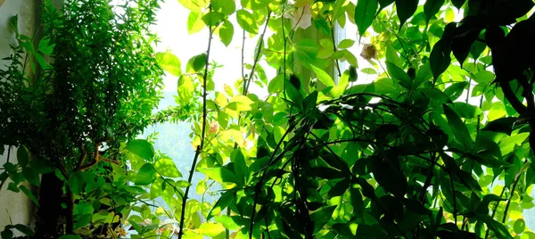 Grüne Blätter Baum — Stockfoto