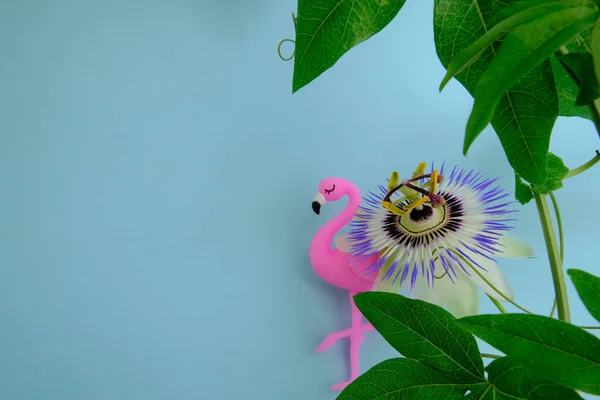 Flor Tropical Pasiflora Flamenco Sobre Fondo Azul —  Fotos de Stock