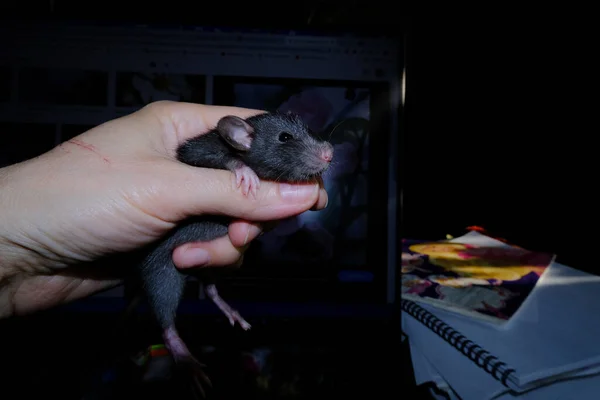 Een Kleine Rat Hand Van Een Jongen — Stockfoto