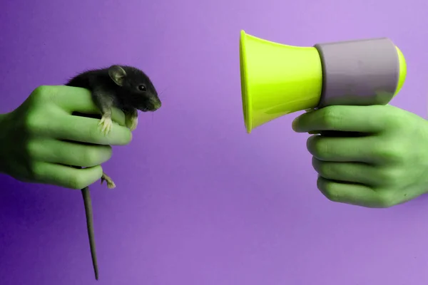 一只可爱的小老鼠和一个扩音器 — 图库照片
