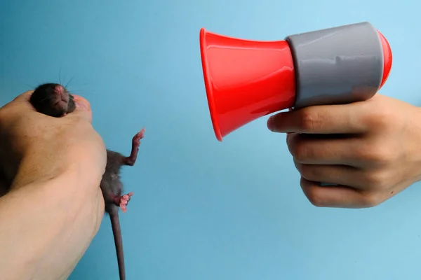 一只黑色小老鼠和一个红色扩音器 — 图库照片