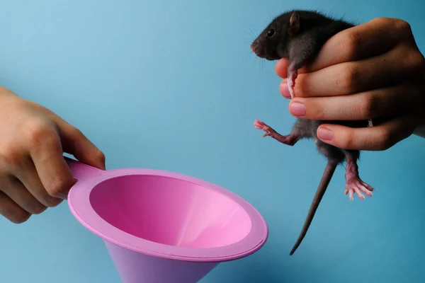 Eine Maus Blickt Einen Rosafarbenen Trichter — Stockfoto