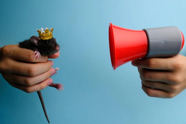 一个戴着皇冠和扩音器的可爱的小老鼠 — 图库照片