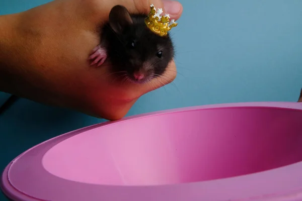 Eine Maus Einer Krone Blickt Einen Rosa Trichter — Stockfoto